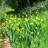 Ирис болотный, Iris pseudacorus  - Ирис болотный, Iris pseudacorus на берегу.