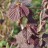 Лещина обыкновенная (орешник), Corylus avellana, форма с пурпурной листвой - Сorylus avellana v. atropurpurea