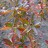 Рододендрон крупнейший, Rhododendron maximum (macrophyllum) - Рододендрон крупнейший, Rhododendron maximum (macrophyllum), поздняя осень.