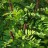 Аморфа кустарниковая, Amorpha fruticosa - Аморфа кустарниковая, Amorpha fruticosa, цветение.
