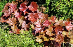 Гейхера гибридная с пурпурной листвой