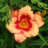 Лилейник "Awesome Blossom" (№271, 272) - Awesome Blossom.JPG