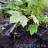 Клен остролистный, местная пестролистная форма, Acer platanoides variegatum - Клен остролистный, местная пестролистная форма, Acer platanoides variegatum, саженцы в контейнерах