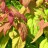 Спирея японская "Крупнолистная", Spiraea japonica "Macrophylla" - Spiraea_japonica _Macrophylla_2.jpg