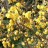 Зимоцвет или Химонант ранний, Chimonanthus praecox - Зимоцвет или Химонант ранний, Chimonanthus praecox. Фото с сайта flowrum.ru