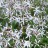 Гилления трехлистная, Gillenia trifoliata - Гилления трехлистная, Gillenia trifoliata, цветки.