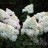Гортензия метельчатая "Ванила Фрейз", Hydrangea paniculata "Vanille Fraise" - Гортензия метельчатая "Ванила Фрейз", Hydrangea paniculata "Vanille Fraise".  Соцветия.
