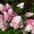 Гортензия метельчатая "Ванила Фрейз", Hydrangea paniculata "Vanille Fraise" - Гортензия метельчатая "Ванила Фрейз", Hydrangea paniculata "Vanille Fraise". Начало окрашивания.
