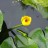 Кувшинка или кубышка желтая, Nuphar lutea - Кувшинка или кубышка желтая, Nuphar lutea, цветущее растение