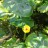 Кувшинка или кубышка желтая, Nuphar lutea - Кувшинка или кубышка желтая, Nuphar lutea, цветок и листья
