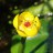Кувшинка или кубышка желтая, Nuphar lutea - Кувшинка или кубышка желтая, Nuphar lutea, цветок