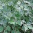 Тополь серебристый или белый,  Populus alba - Тополь серебристый или белый, Рopulus alba, ветви с приростами