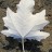 Тополь серебристый или белый,  Populus alba - Тополь серебристый или белый, Рopulus alba, обратная сторона листа