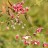 Горянка крупноцветковая, Epimedium grandiflorum - Горянка крупноцветковая, Epimedium grandiflorum, цветение.