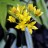 Лук Моли, или Золотой чеснок, Allium moly (aureum, luteum) - Лук Моля, или золотой, Allium moly (aureum, luteum),соцветие