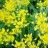 Лук Моли, или Золотой чеснок, Allium moly (aureum, luteum) - Лук Моля, или золотой, Allium moly (aureum, luteum), цветение.