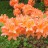 Рододендрон японский, форма с лососевыми цветами, Rhododendron japonicum, - Rhododendron japonicum saumon_1_8006h.jpg