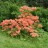 Рододендрон японский, форма с лососевыми цветами, Rhododendron japonicum, - Rhododendron japonicum saumon_800iq.jpg