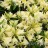 Рододендрон японский, форма с белыми цветами,  Rhododendron japonicum - Рододендрон японский, форма с белыми цветами, Rhododendron japonicum