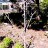 Азимина трёхлопастная "Прима 1216", сеянцы, Asimina triloba "Prima 1216" - Азимина трёхлопастная Asimina triloba, Цветущее молодое растение.