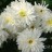 Хризантема корейская "Эверест", махровая -  Хризантема белая, махровая, несколько цветков. 