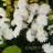 Хризантема корейская "Эверест", махровая -  Хризантема белая, махровая 