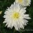 Хризантема корейская "Эверест", махровая - Хризантема белая, махровая, цветок. 