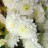 Хризантема корейская "Эверест", махровая -  Хризантема белая, махровая, цветение.