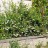 Лапчатка кустарниковая «Абботсвуд», Potentilla fruticosa "Abbotswood" - Potentilla_fruticosa_Abbotswood_bushwoei.jpg