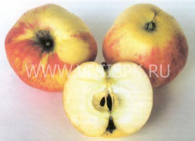 Яблоня &quot;Избранница&quot; Осенний сорт, яблоки кисловато-сладкие, районирован для Северо-Западном региона.