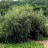 Ива пурпурная Пендула, Salix purpurea Pendula  - Ива пурпурная Пендула, Salix purpurea Pendula 