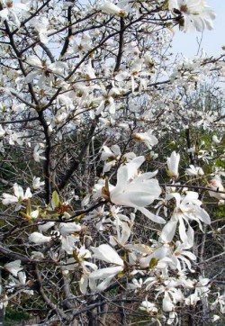 Магнолия кобус, Magnolia kobus