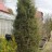 Можжевельник обыкновенный, Juniperus communis - Можжевельник обыкновенный, Juniperus communis,  растение в 10 лет. Давно не стриглось.