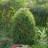 Можжевельник обыкновенный, Juniperus communis - Можжевельник обыкновенный, Juniperus communis, 5 лет, после стрижки.