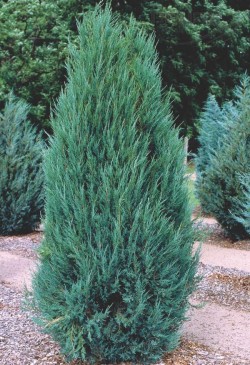 Можжевельник скальный  "Блю Эрроу", Juniperus scopulorum "Blue Arrow"
