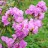 Рододендрон Ледебура (вечнозеленый), Rhododendron ledebourii - Рододендрон Ледебура (вечнозеленый), Rhododendron ledebourii, цветущая ветвь