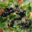Рябина черноплодная или арония, Aronia melanocarpa  - Рябина черноплодная или арония, Aronia melanocarpa 