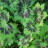 Герань темная "Самобор", Geranium phaeum, "Samobor" - Герань темная, Geranium phaeum, "Samobor" ("Самобор"), листья.
