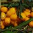 Облепиха, поросль  - Облепихас желтыми ягодами.
