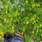 Акация желтая или карагана, Caragana arborescens - Акация желтая или карагана, Caragana arborescens