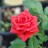 Роза миниатюрная красная махровая - Миниатюрная красная роза, цветок.

