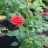 Роза миниатюрная красная махровая - Роза миниатюрная красная махровая