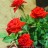 Роза миниатюрная красная махровая - Миниатюрная красная махровая роза. Цветение.