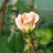 Роза "Morgengruss (Morning Greeting)" - Роза "Morgengruss (Morning Greeting)", цветок и лист.