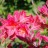 Рододендрон японский, Rhododendron japonicum, форма с оранжевыми цветами - Рододендрон японский, Rhododendron japonicum, форма с оранжевыми цветами, соцветия.
