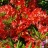 Рододендрон японский, Rhododendron japonicum, форма с оранжевыми цветами - Рододендрон японский, Rhododendron japonicum, форма с оранжевыми цветами, цветение.