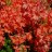 Рододендрон японский, Rhododendron japonicum, форма с оранжевыми цветами - Рододендрон японский, Rhododendron japonicum, форма с оранжевыми цветами, цветы.