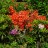 Рододендрон японский, Rhododendron japonicum, форма с оранжевыми цветами - Рододендрон японский, Rhododendron japonicum, форма с оранжевыми цветами, среди других рододендронов.