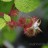 Малина японская или малина пурпурноплодная, Rubus phoenicolasius - Malina yaponskayanx.JPG