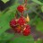 Малина японская или малина пурпурноплодная, Rubus phoenicolasius - Malina yaponskaya_1bg.JPG